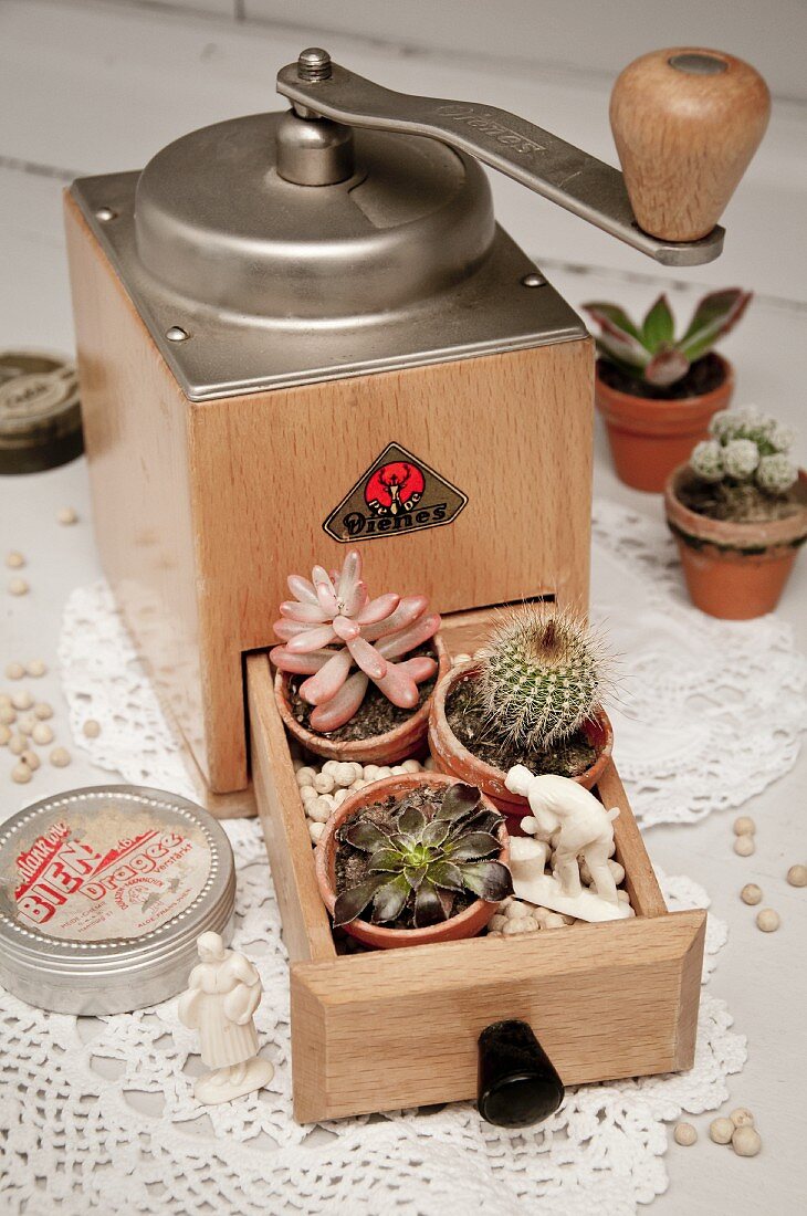 Coffee mill with cacti and succulents in open drawer