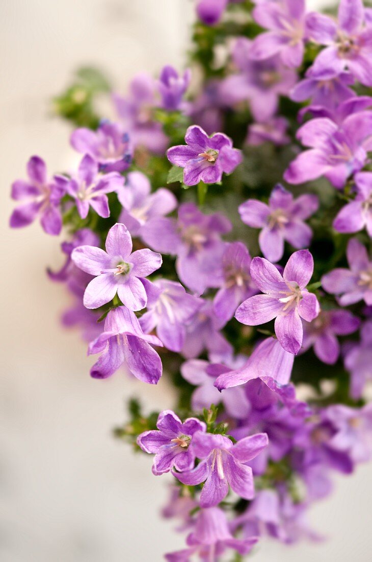 Violette Glockenblumen (Close Up)
