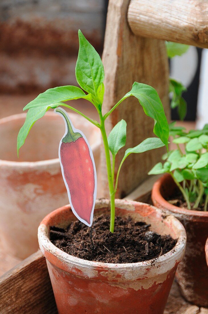 Bell pepper plant with hand-crafted label