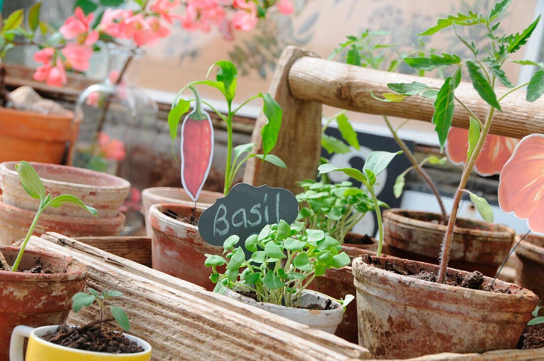 Home-grown seedlings in terracotta pots in rustic wooden trug