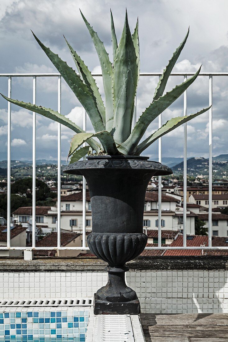 Agave planted in black urn on edge of roof terrace pool with view of Florence cityscape