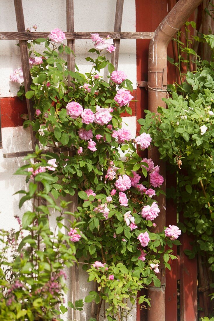 Rosa blühende Kletterrose auf Holz Rankgitter an Hauswand