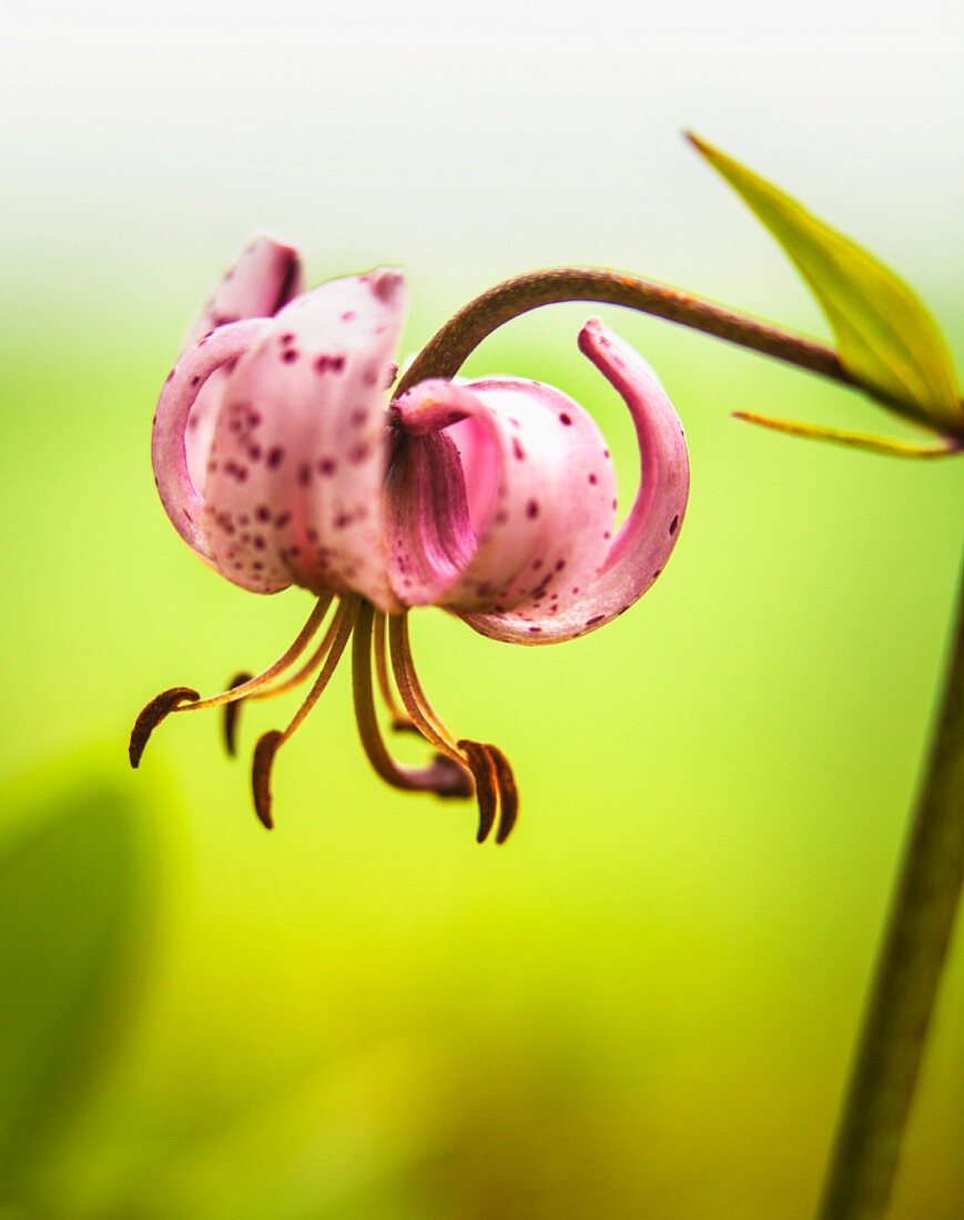 Blüte einer Türkenbund-Lilie