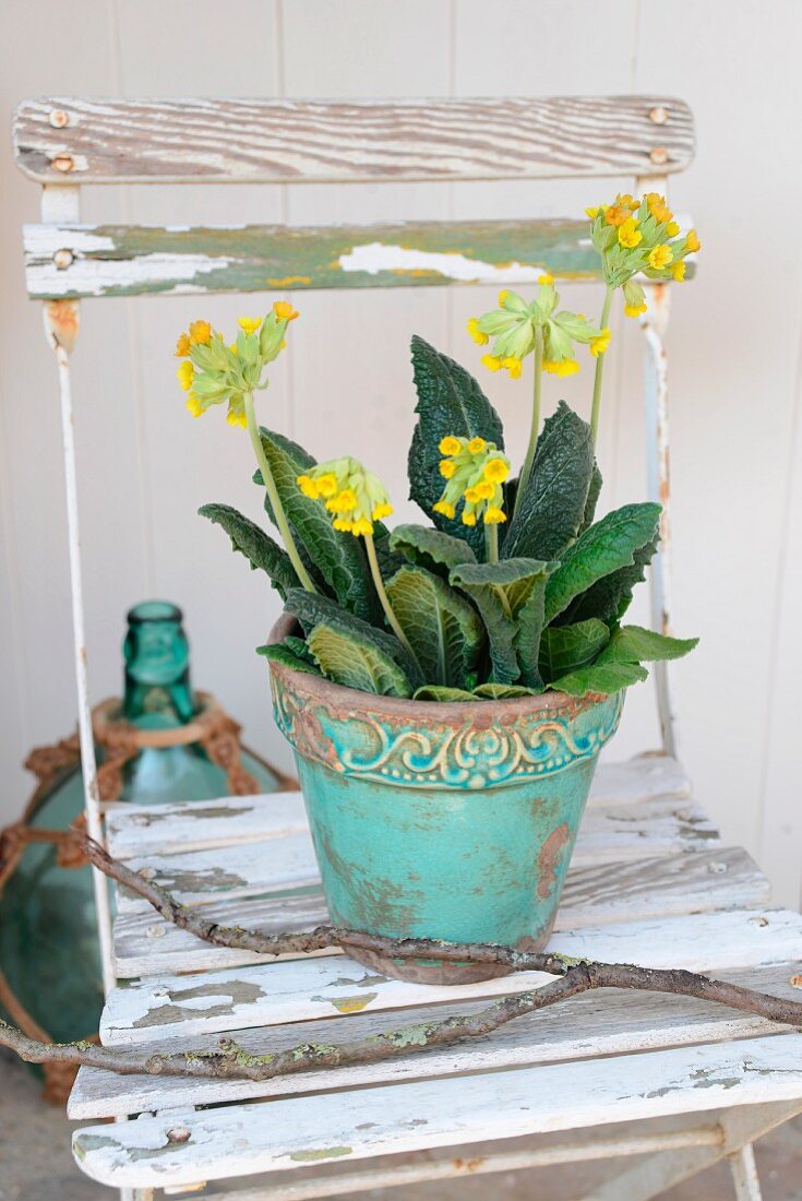 Cowslip in turquoise, antique-effect flowerpot on white garden chair with peeling paint