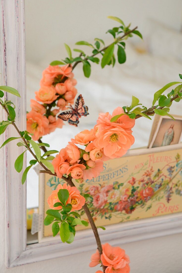 Branch of salmon pink flowering quince (Chaenomeles) in front of nostalgic postcards tucked in frame of mirror