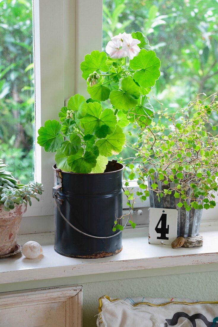 Pale pink pelargonium in black metal bucket, Muehlenbeckia in zinc pot with small enamel sign and partially visible Echeveria on windowsill