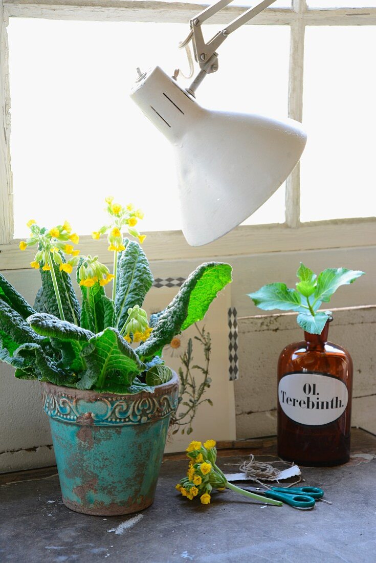 Schlüsselblume in altem türkisfarbenem Keramiktopf, alte Apothekerflasche mit Hortensienzweig und teilweise sichtbare Schreibtischlampe vor Sprossenfenster