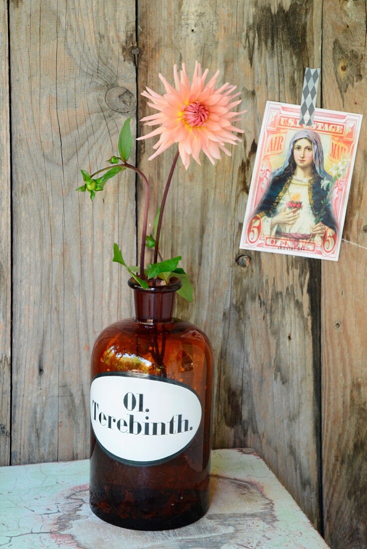 Salmon pink dahlia in vintage apothecaries' bottle on pale green table, nostalgic postcard of the Madonna stuck on board wall