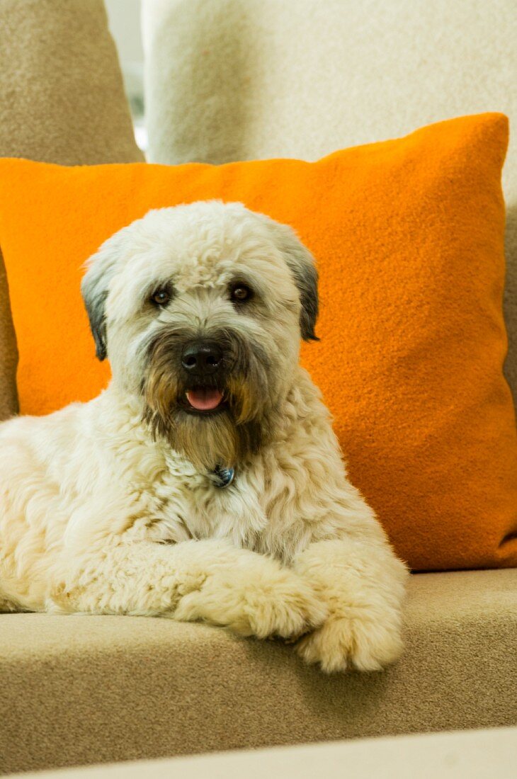 Hund auf Sofa vor orangefarbenem Kissen