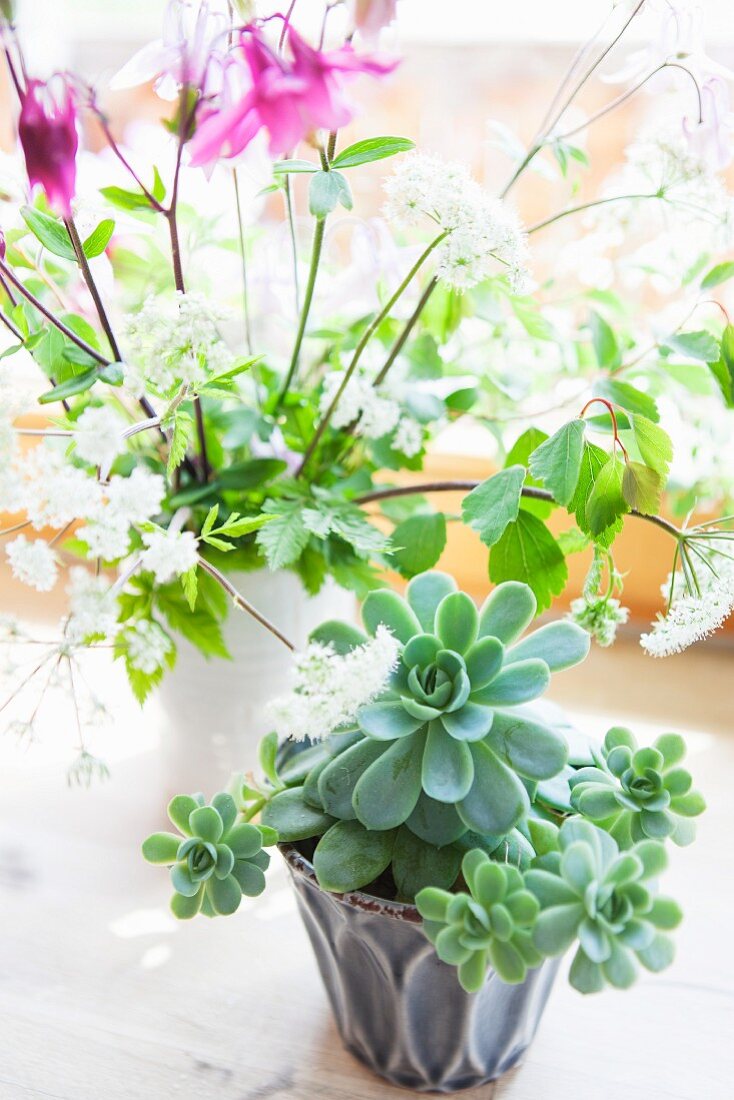 Succulents in ceramic pot in front of vase of aquilegia and cow parsley on rustic wooden surface