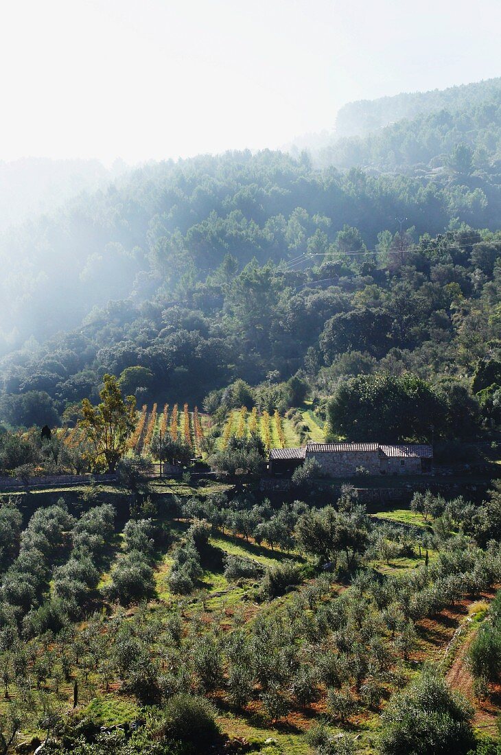 Nebelstimmung über Anbauflächen mit Olivenbäumen in bergiger, mediterraner Landschaft (Mallorca)