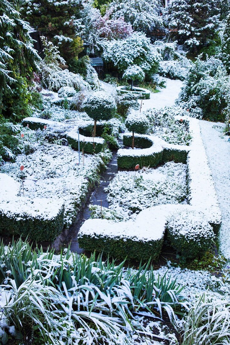 Snowy winter garden with geometric hedges