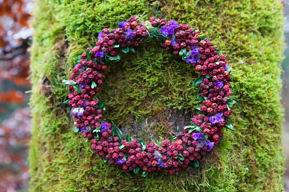 Wreath of red berries and violet sea lavender (Limoneum vulgare) hanging on mossy tree trunk