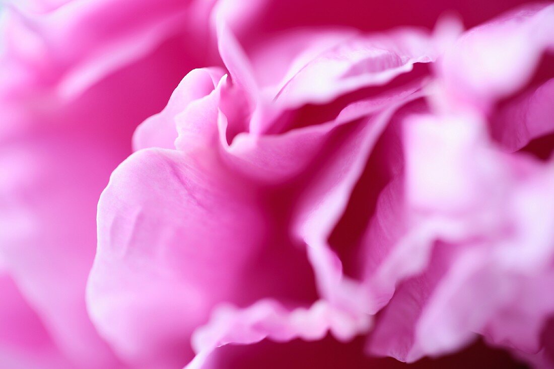 Pink peony (close-up)