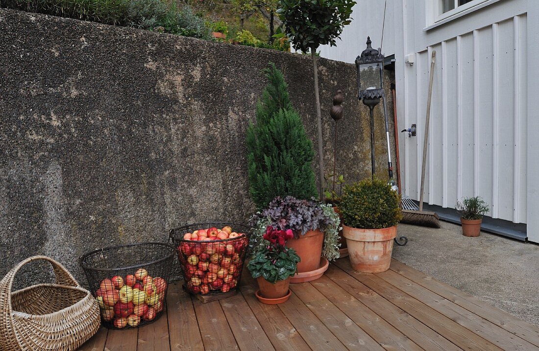 Körbe mit frisch geernteten Äpfeln und Pflanztöpfe vor alter Mauer auf Holzdeck