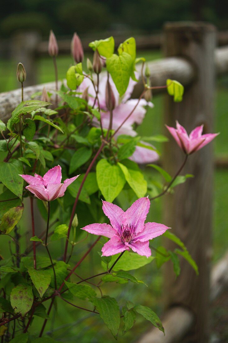 Pink clematis on garden fence