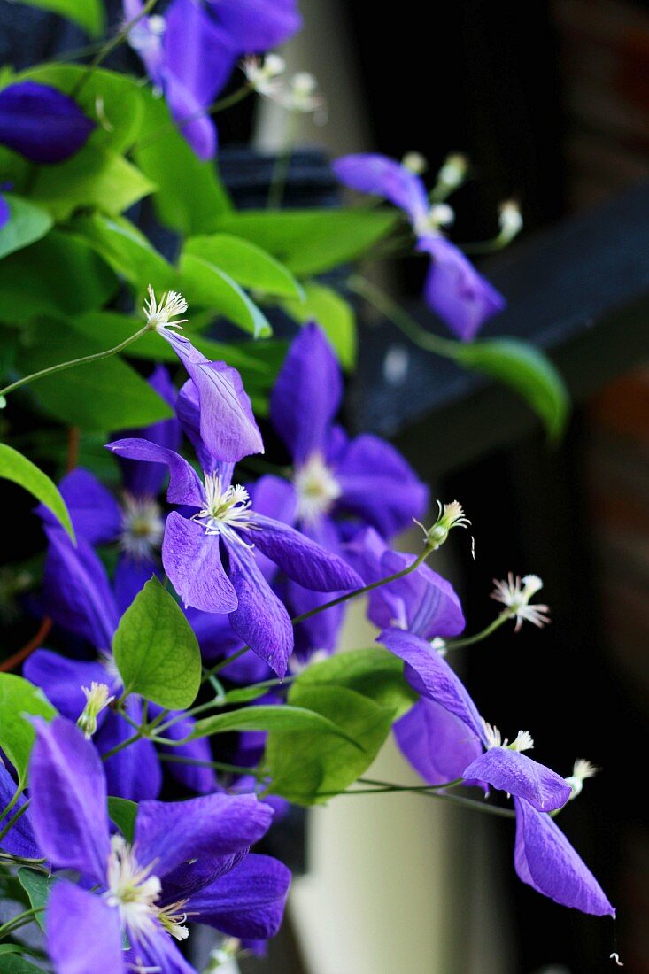 Purple flowering clematis