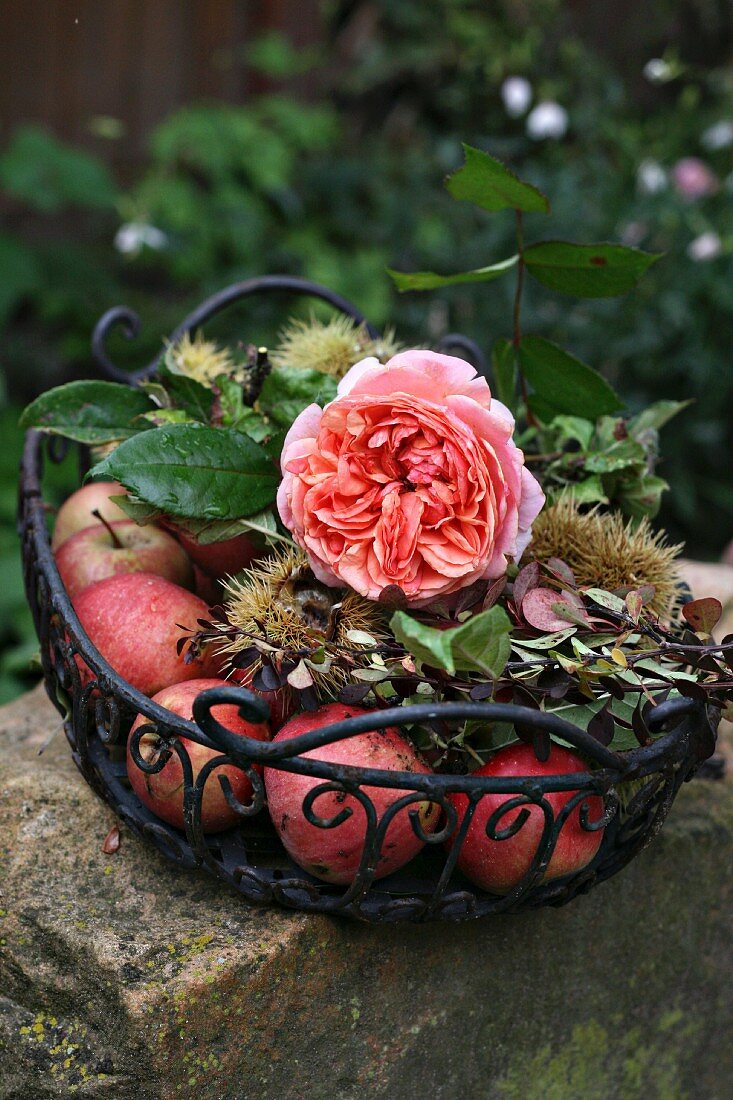 Metal basket of apples, chestnuts & nostalgic rose of the variety 'Chippendale'