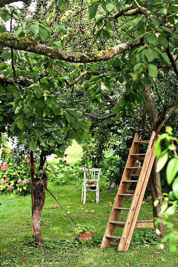Garten mit Apfelbäumen & Leiter an Kirschbaum