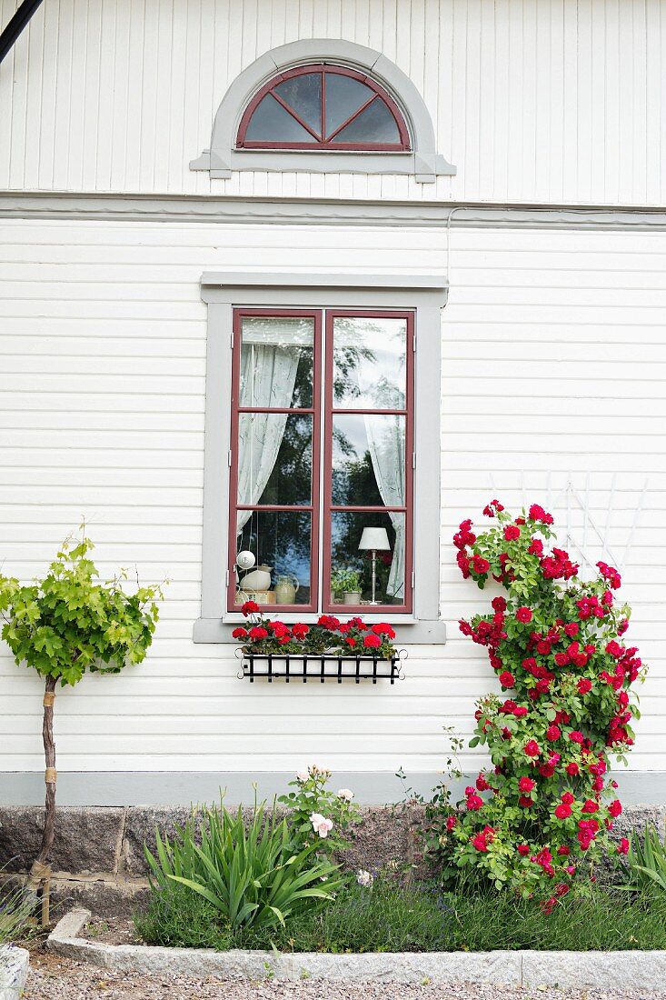 Rote Kletterrosen an weisser Holzfassade eines Landhauses mit Sprossenfenster