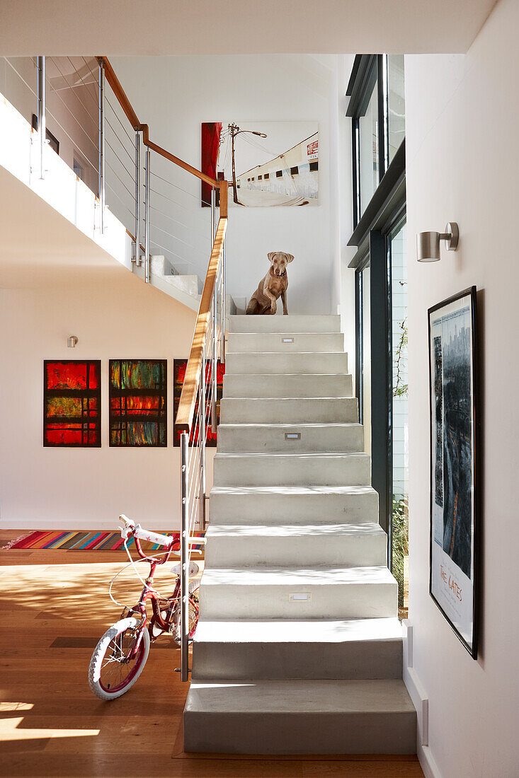 Dog sitting on landing of concrete staircase in modern house