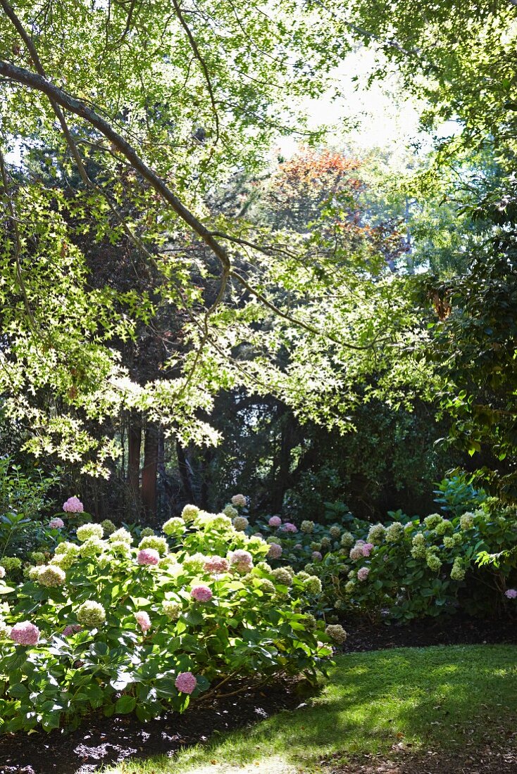 Hortensienbüsche in sommerlichem Garten