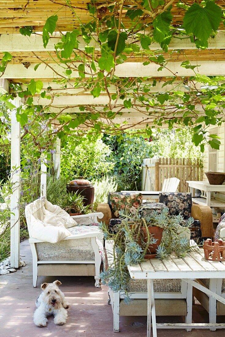 Seating on terrace below climber-covered pergola; succulents on white-painted wooden table and dog lying on floor