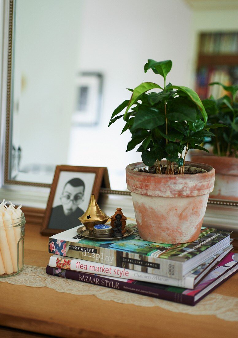 Zimmerpflanze auf Bücherstapel vor Spiegel