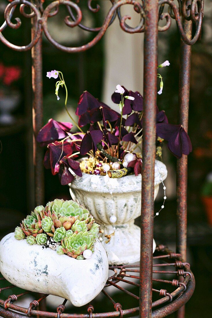 Red oxalis and sempervivums on metal plant stand in garden