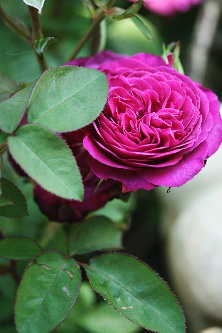 Deep pink nostalgic rose