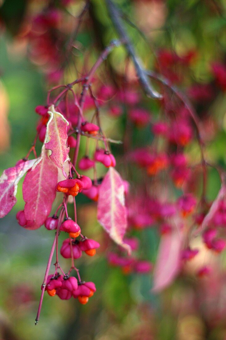 Fruit on branch of spindle (Euonymus europaeus)