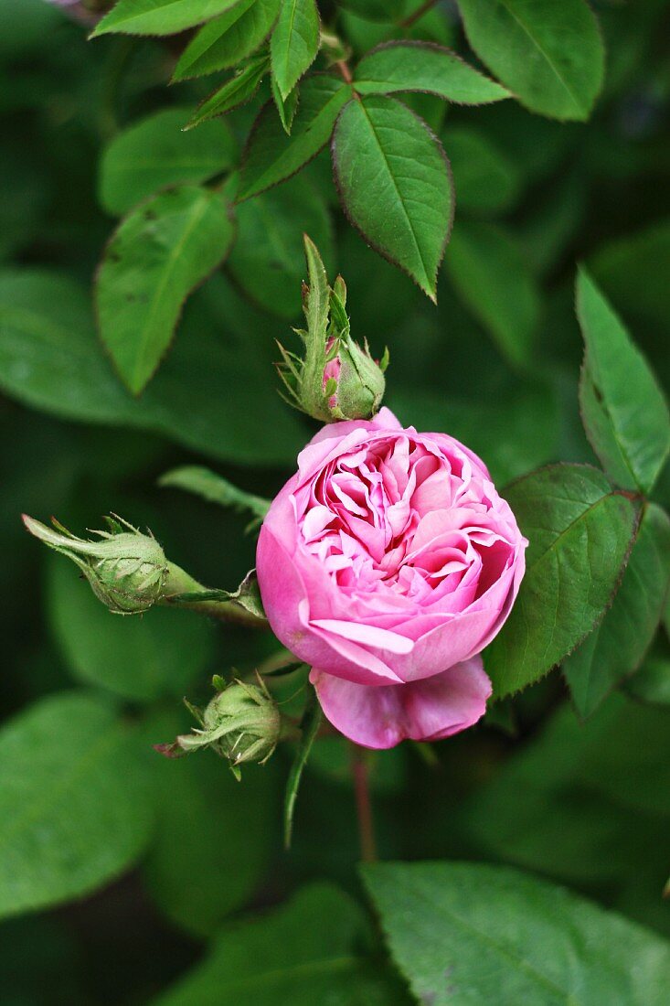 Pinkfarbene Remontant-Rose