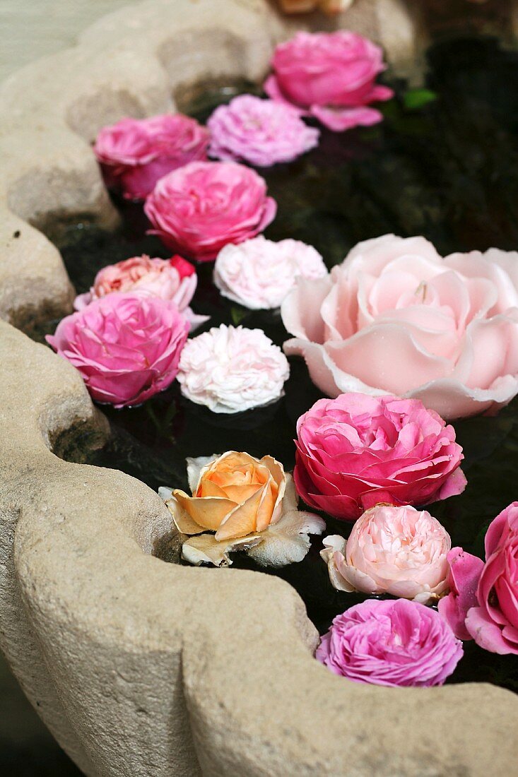 Verschiedene Rosenblüten schwimmen in Trog eines Steinbrunnens