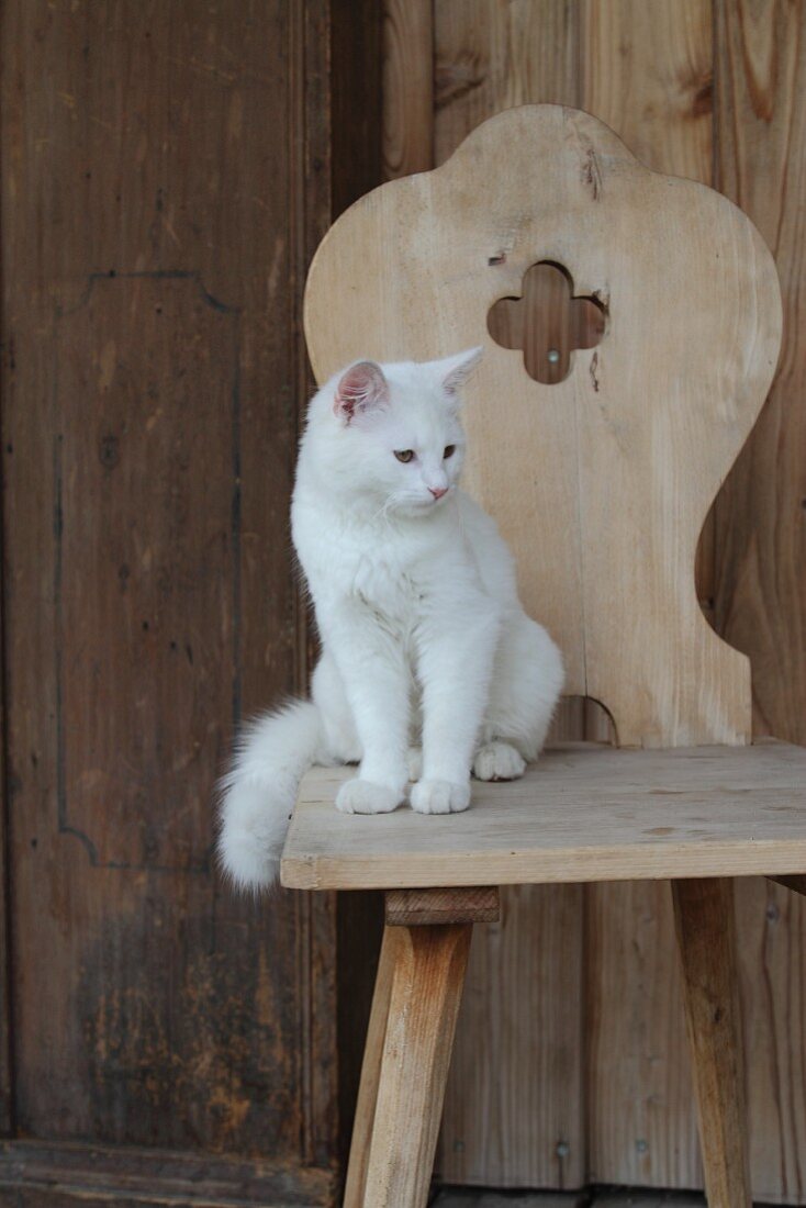 weiße Katze auf bäuerlichem Holzstuhl mit geschnitzter Lehne