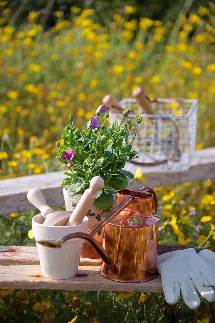 Gardening utensils, potted plant and copper watering can on rustic bench in field of yellow flowers