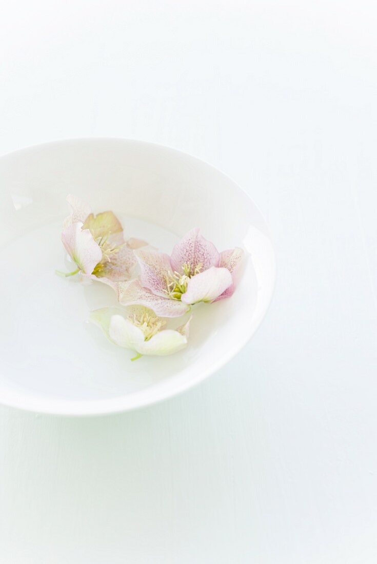 Blüten im Wasserschälchen als Tischdeko