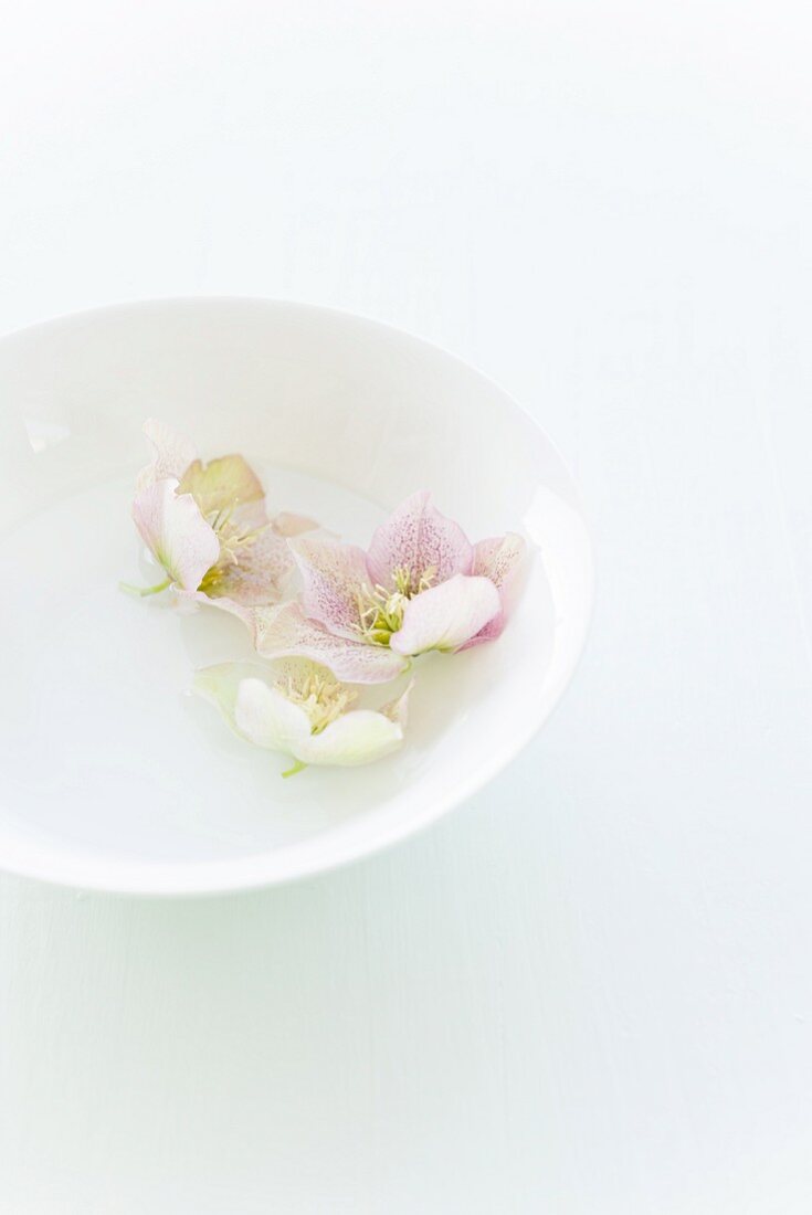 Flowers in water bowl on table