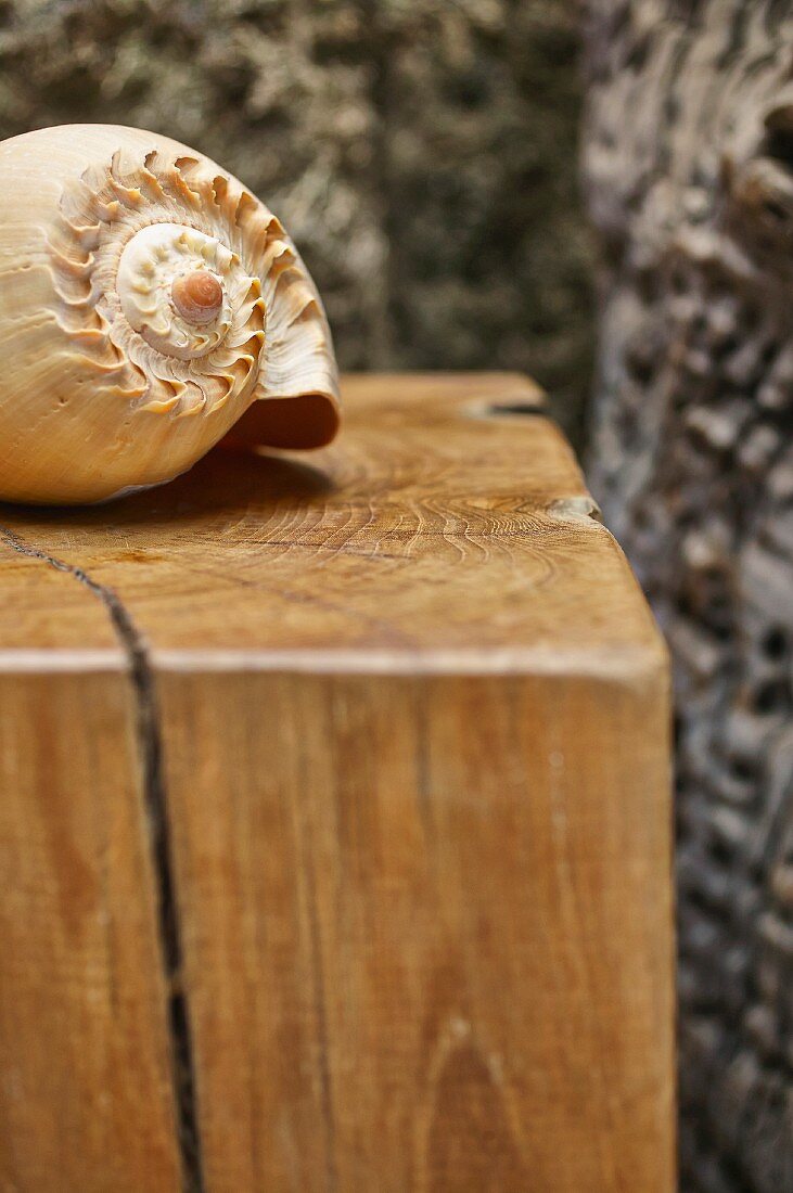 Seashell on wooden plinth