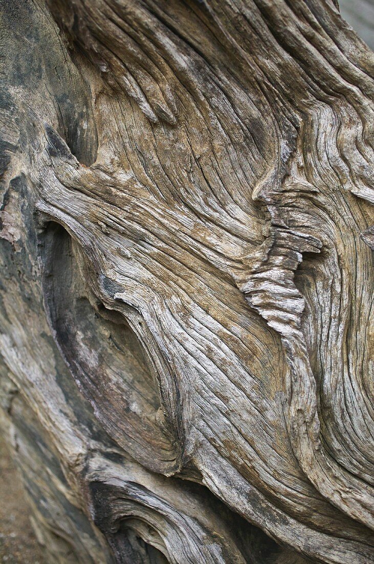Detail of weathered piece of wood