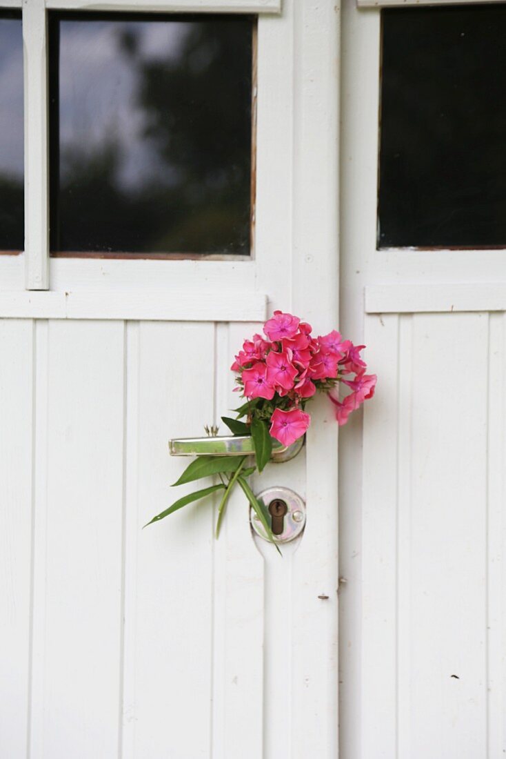 Pink phlox flowers on door handle of white, vintage entrance door