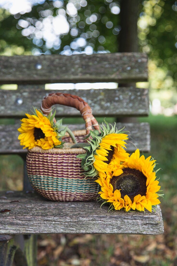Sonnenblumen im Henkelkorb auf verwitterter Holzbank im Freien