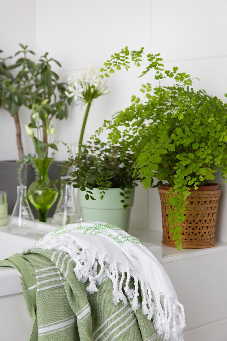 Towel and various potted plants on edge of bathtub