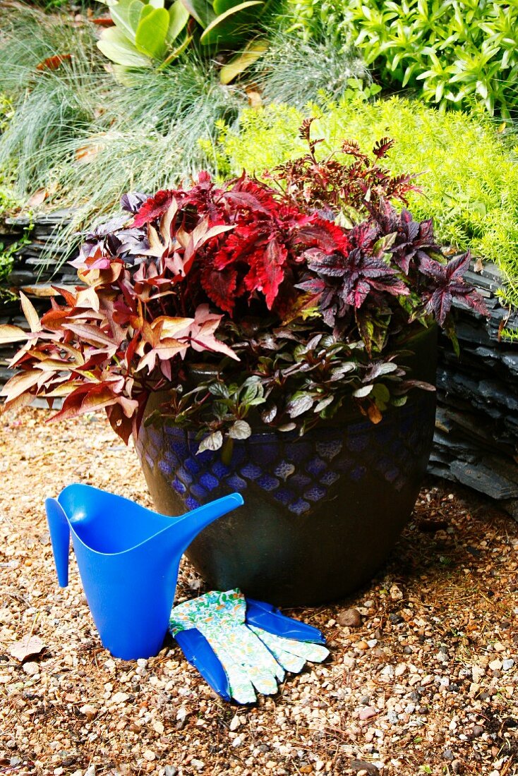 Ceramic pot of plants with decorative red leaves