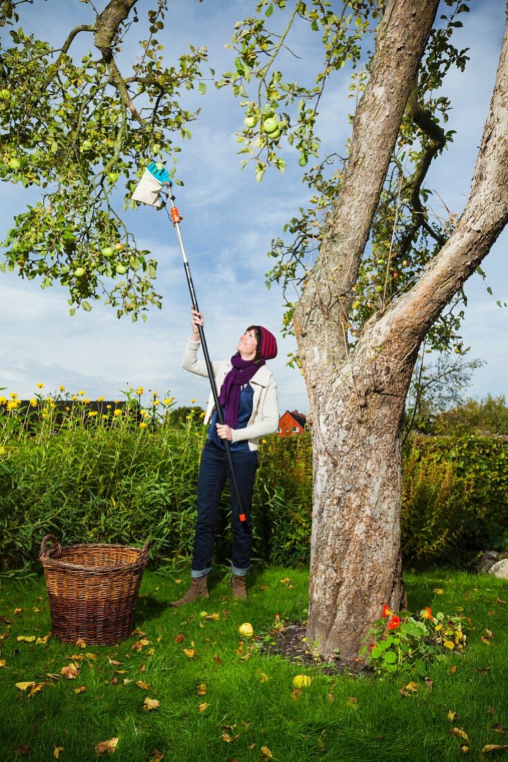 Frau mit Apfelpflücker bei der Ernte unter dem Baum