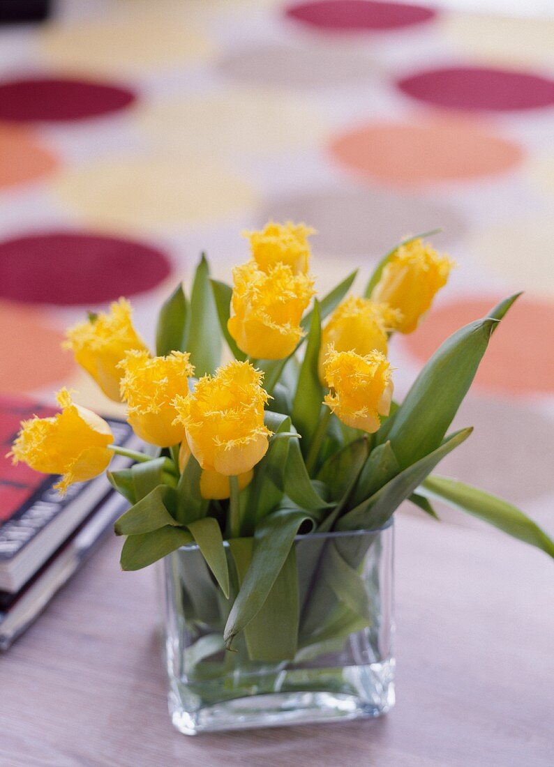 Gelbe Tulpen mit gefranstem Blütenrand in quadratischer Glasvase