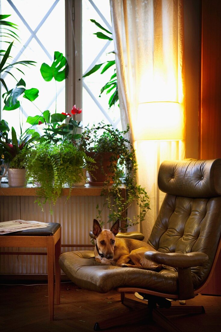 Hund auf Ledersessel vor Fenster mit Zimmerpflanzen auf Fensterbank