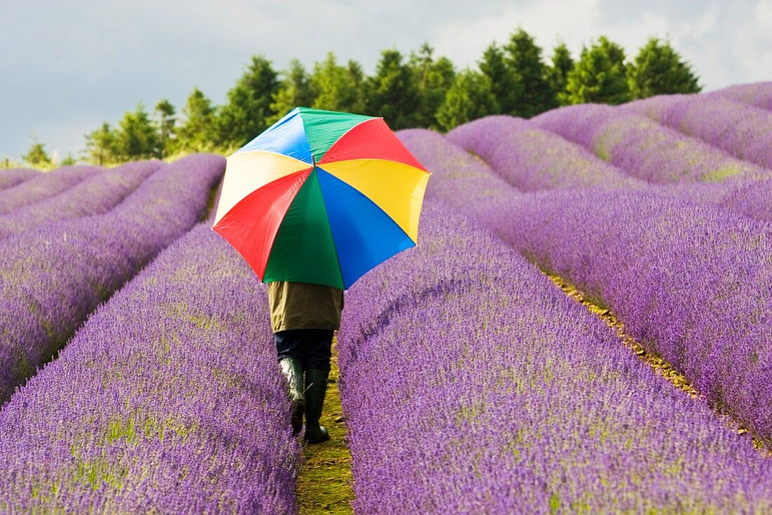 Frau mit buntem Regenschirm durch ein duftendes Lavendelfeld laufend; Cotswolds, Grossbritannien