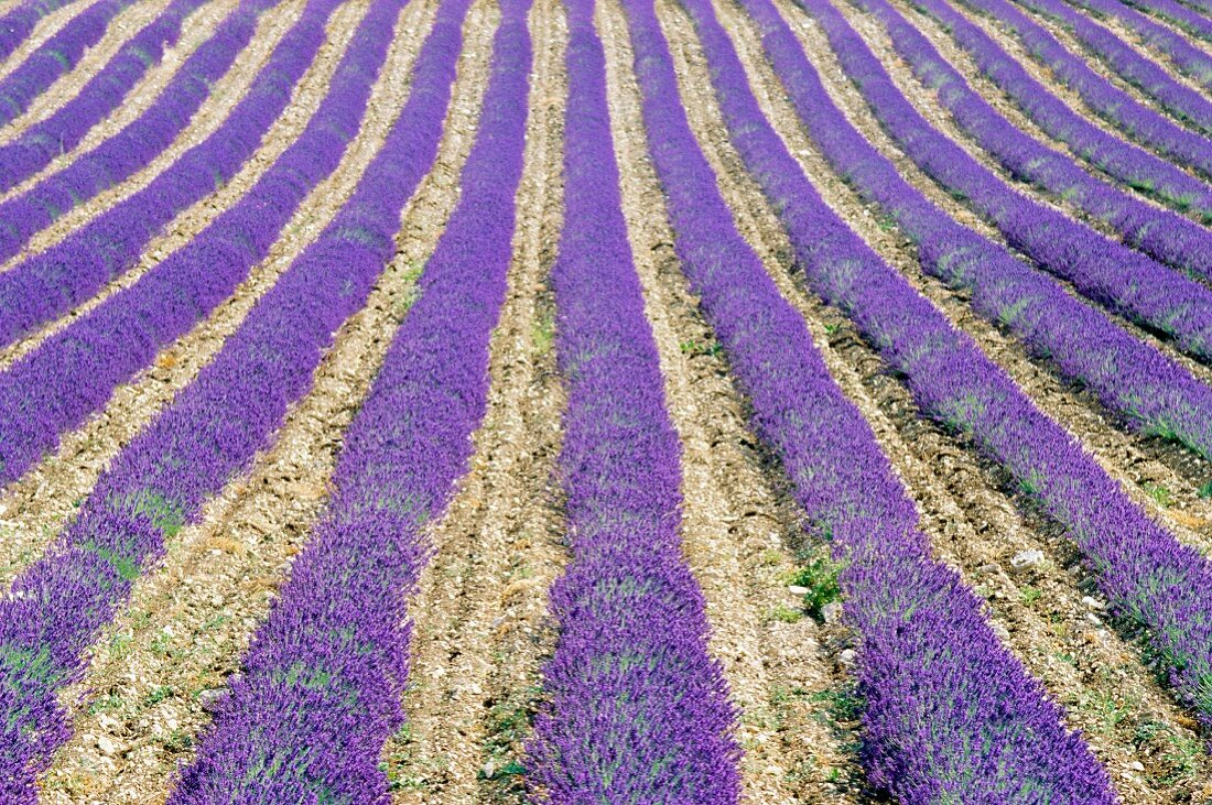 Prachtvolles Lavendelfeld; Provence, Frankreich