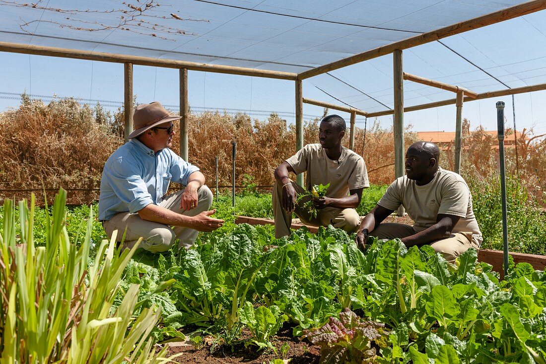 Wolwedans, NamibRand Privatreservat, Namibia, Afrika - Salate und Kräuter wachsen im Treibhaus in der Versorgungsstation im 'Base Camp' - Herr Brückner mit Arbeitern