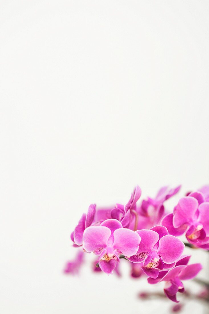 Close up von lila Orchideen